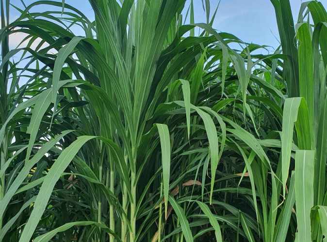 Loài cỏ có thể là niêu Thạch Sanh hút CO2